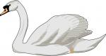 Mute Swan clipart