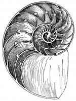 Nautilus clipart