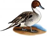 Northern Pintail clipart
