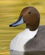 Northern Pintail coloring