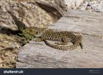 Ocellated Lizard clipart