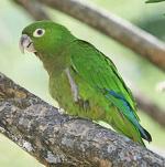 Olive-Throated Parakeet coloring