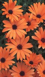 Orange Flower coloring