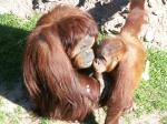 Orangutan svg