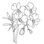 Orchid coloring