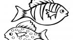 Oscar (Fish) coloring