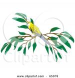 Pale-headed Rosella clipart