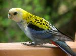 Pale-headed Rosella coloring