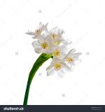 Paperwhite Narcissus clipart