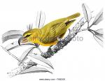 Parrotbill coloring