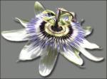 Passion Flower clipart