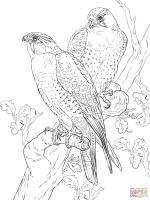 Peregrine Falcon coloring