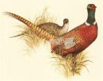 Pheasant clipart