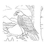 The Philippine Eagle coloring