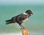 Pied Crow clipart
