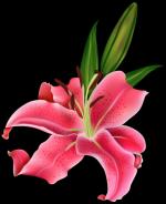 Pink Lily clipart