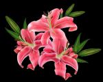 Pink Lily coloring