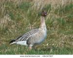 Pink-footed Goose clipart