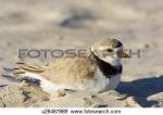 Piping Plover clipart