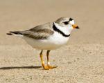 Piping Plover coloring