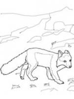 Polar Fox coloring