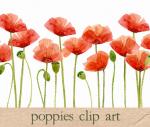 Poppy clipart