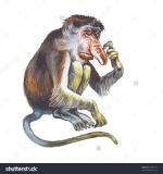 Proboscis Monkey clipart