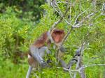 Proboscis Monkey svg