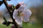 Prunus Blossom svg