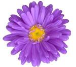 Purple Flower clipart
