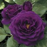 Purple Rose coloring
