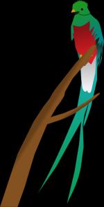 Quetzal  clipart