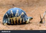 Radiated Tortoise clipart