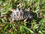 Radiated Tortoise svg