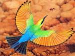 Rainbow Bee-eater clipart