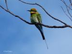 Rainbow Bee-eater svg