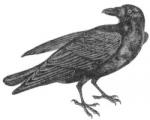 Raven clipart