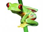 Red Eyed Tree Frog clipart