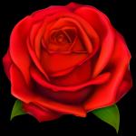 Red Rose clipart