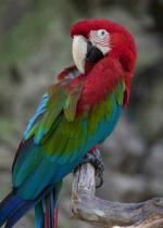 Red-and-green Macaw clipart