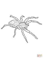 White Tail Spider coloring