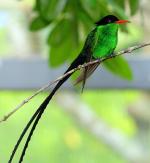 Red-billed Streamertail coloring