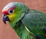 Red-lored Amazon coloring