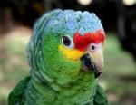 Red-lored Parrot clipart