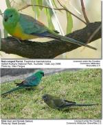 Red-rumped Parrot coloring