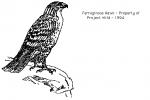 Red-tailed Hawk clipart
