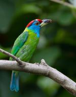 Red-Throated Barbet coloring