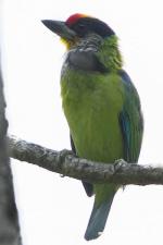 Red-Throated Barbet svg