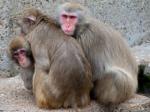 Rhesus Macaque svg