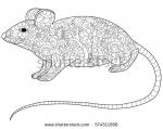 Rodent coloring